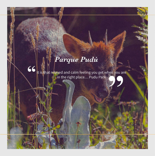 Imagen 22 de 23 de Venta De Parcela Parque Pudu, Puerto Varas Desde Uf.990