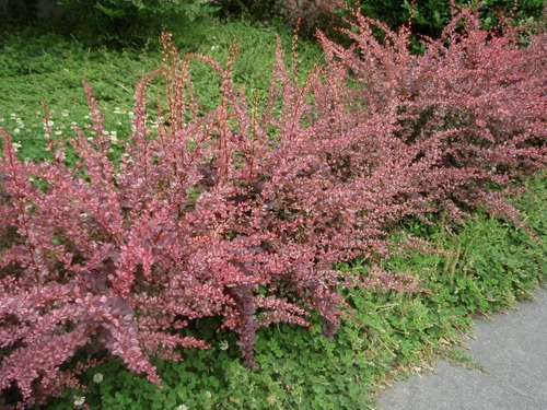 Agracejo Rojo, Agracejo Púrpura, Berberis 10lts