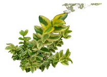 Comprar Ligustrina Variegada Ideal Para Cercos