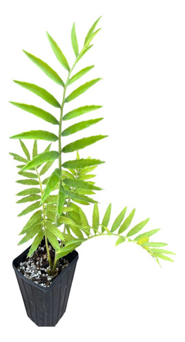 Encephalartos Munchii (palmera De Colección)