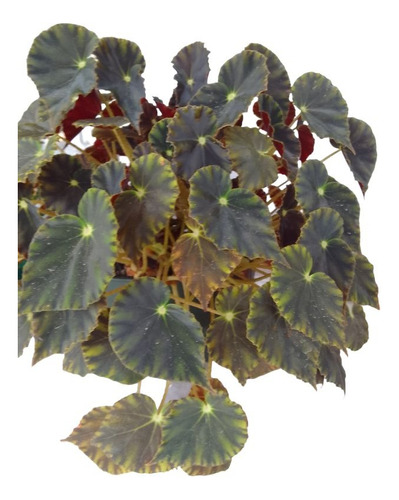 Begonia 