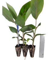 Comprar Kit - 25 Mudas De Banana Maçã E 25 Mudas De Banana Nanica