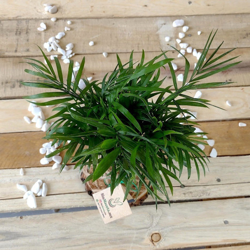 Imagen 2 de 3 de Kokedama Palma Camedor