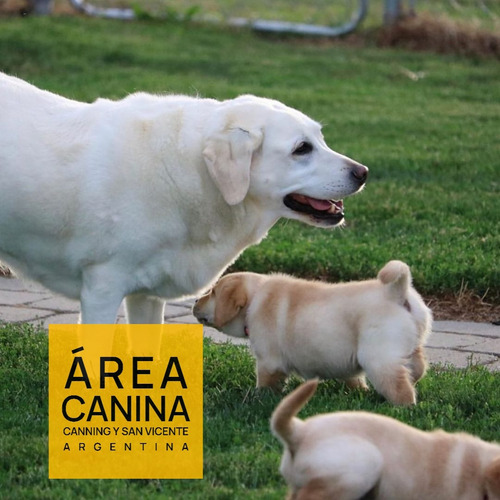 Cachorros Labrador Envio Gratis A Caba Y Gba - Area Canina