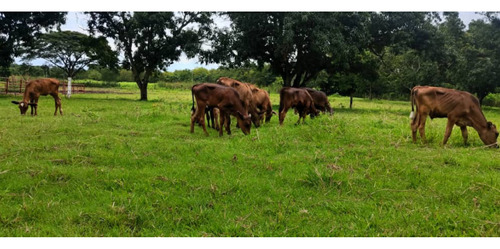 Vendo Finca De 4 Hectáreas En Santa Cruz De Aragua