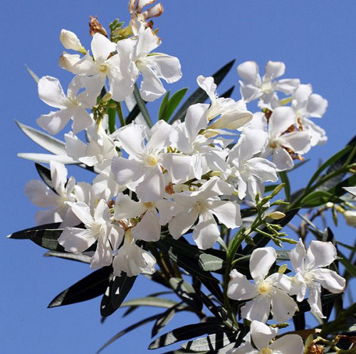 Laurel De Flor Cerco Vivo Perimetral 1,20 Mts Pack X10