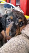 Comprar Cachorros Salchicha Mini Arlequín Pelo Largo
