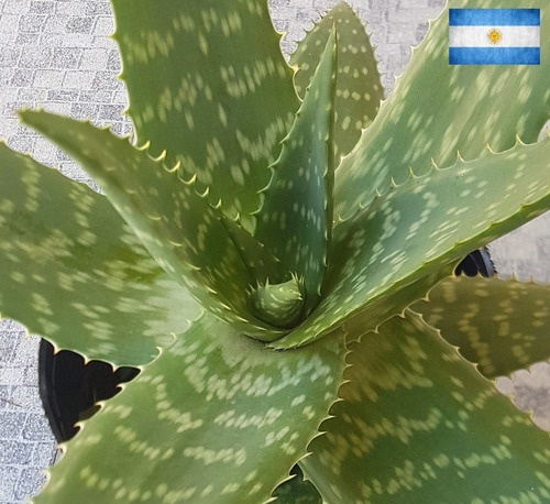 Planta De Aloe Vera Saponaria (tamaño Nº2 - Hoja 15 Cm)