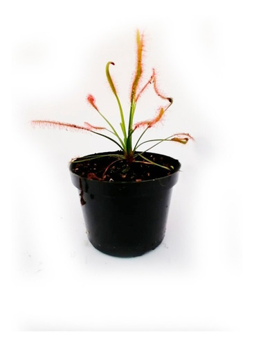 Matera P10 Planta Carnívora Drosera C Típica  Mercado Envíos