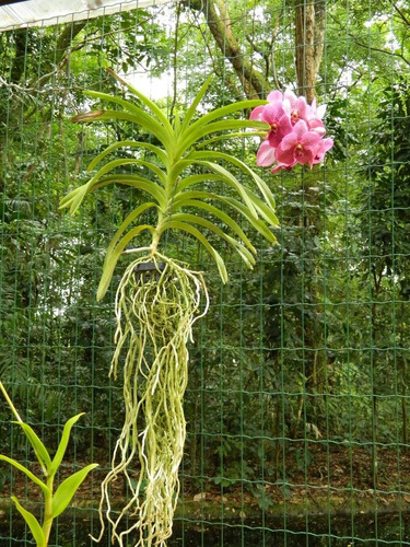 Fertilizante Misto Para Orquídeas E Flores - 150g Mato Verde | MercadoLivre