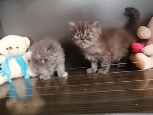 Imagen 8 de 8 de Gato Persa