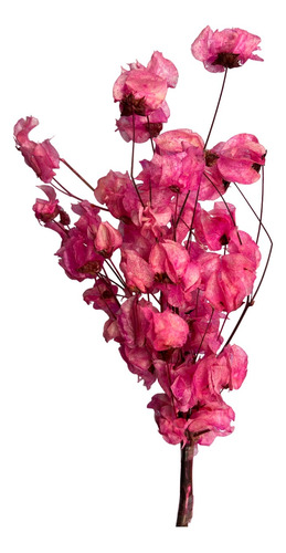 Flor Bougainville Rosa Desidratada Primavera Decoração 35cm