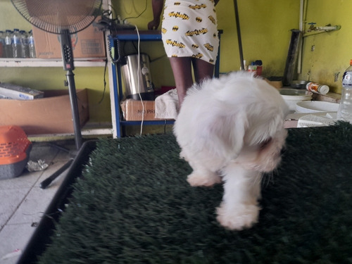Imagen 4 de 5 de Cachorros Shih Poo