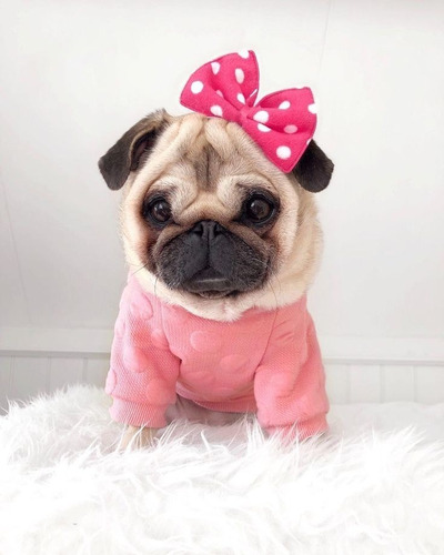 Pug Carlino