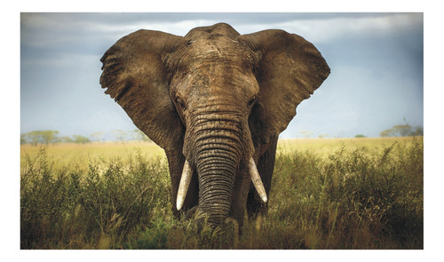 Adesivo Elefante Africa Pet Veterinaria Vet Animais J 106