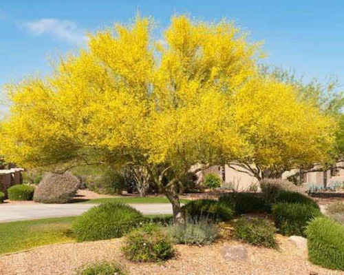 Semilla De Paloverde (parkinsonia Florida) 1000 Semillas