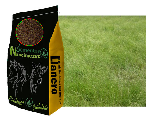 Brachiaria Cv Llanero 20kg Dictioneura - Pastagem Resistente