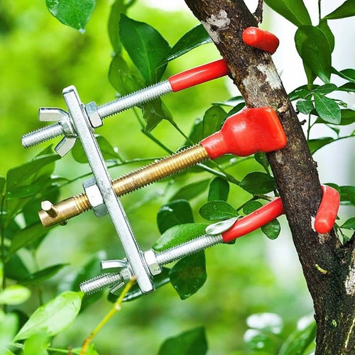 Bonsai Ramas Bender Excepcional Maravillosa Instalación Gira