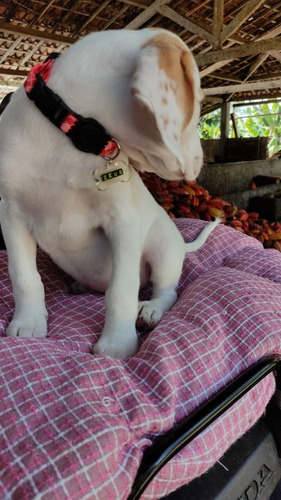 Imagem 3 de 5 de Filhotes Beagle Bicolor