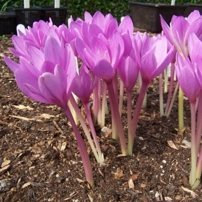 Sementes De Acafrao Verdadeiro Jardim Jardinagem Flores | MercadoLivre 📦