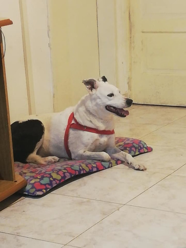 Guarderia Canina- Razas Chicas Sin Caniles Y Cupo Reducido