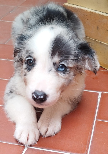 Borden Collie 