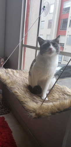 Hamacas De Ventana Para Gatos. Tela De Peluche - Miel Felina