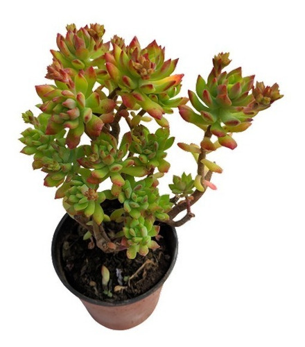 Sedum Cuspidatum, Maceta 9, Suculenta