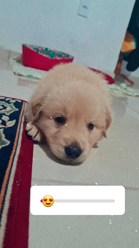 Imagem 2 de 5 de Filhotes De Golden Retiver