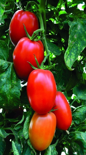 Tomate Hibrido Enzo - 97mg / 50 Sementes