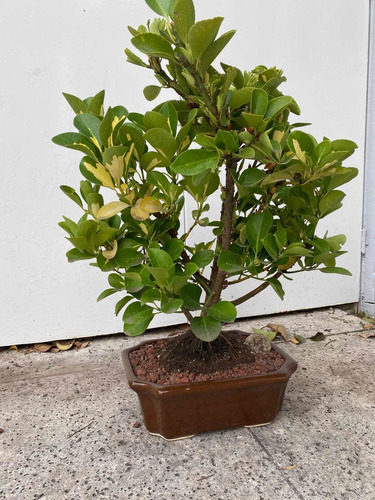 Bonsai De Ebonimus Variegado