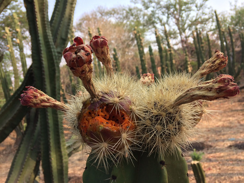 2 Esquejes Pack Cactus Pitaya De Mayo Pulpa Amarilla 50 Cm