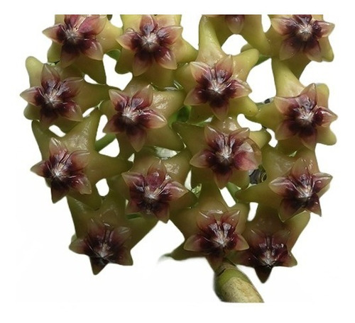 Flor De Cera Hoya Cumingiana - Muda Enraizada Pote 6