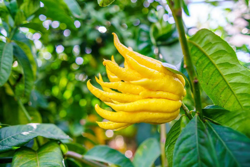 Limón Mano De Buda Enano, Rapida Producción