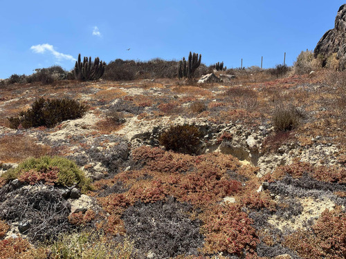 Las Tacas Sitio 6.000m2 Subdividible
