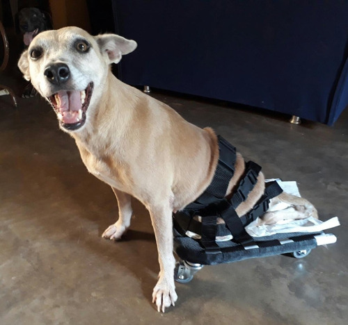 Skate Pet Para Cães Paraplégicos De 11 A 20kg 