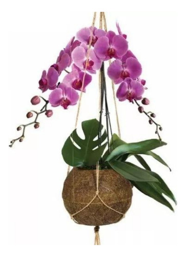 Vaso Flores Kokedama Fibra Coco Coquim Kokindama Orquídeas