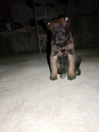 Cachorros Pastor Belga Malinois