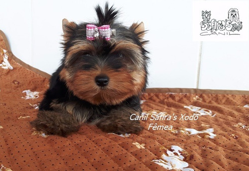 Yorkshire Filhotes Com Pedigree Cbkc. Fêmea.