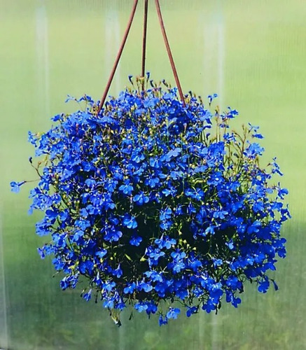 80 Sementes De Lobelia Anã Crystal Palace Para Vasos Cestas