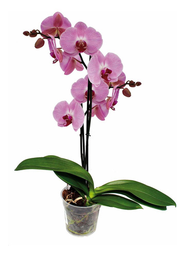 Orquídeas (phalepnosis)