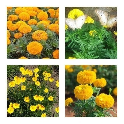 Sementes Flor Tagetes Cravo Defunto Amarelo, Laranja 50 Cada | Parcelamento  sem juros