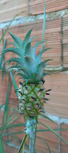 Abacaxi De Jardin Ótimo Pra Qualquer Lugar