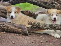 Comprar Border Collie Cachorros Con Pedigree