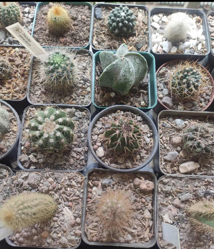 Colección De Cactus Exóticos