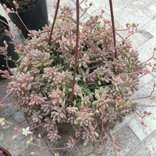 Imagem 6 de 8 de Suculentas Graptopetalum Mirinae Plantas Suculentas E Cactos