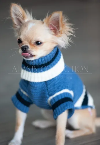 Sueter tejido para perrita chihuahua new arrivals