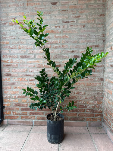 Olea Texano Verde 1m Maceta 10l Cerco Vivo Resistente