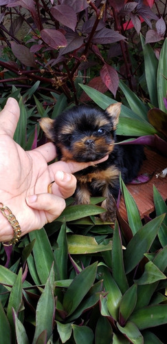 Imagen 5 de 6 de Yorkshire Terrier Teacup Garantizado