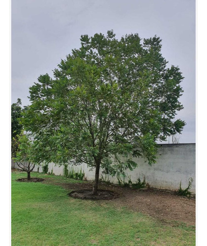 Quinta En Venta En El Saucito (el Sauz)
